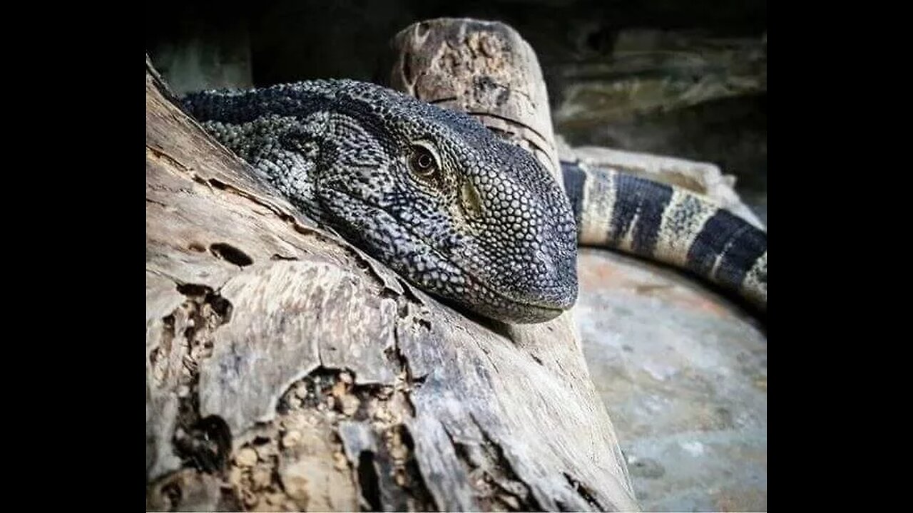 White throated monitor ponders the possibilities