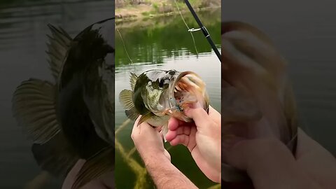 Who says Micro Jigs don’t catch good fish?! #bass #bassfishing #fishing #finessefishing #shorts