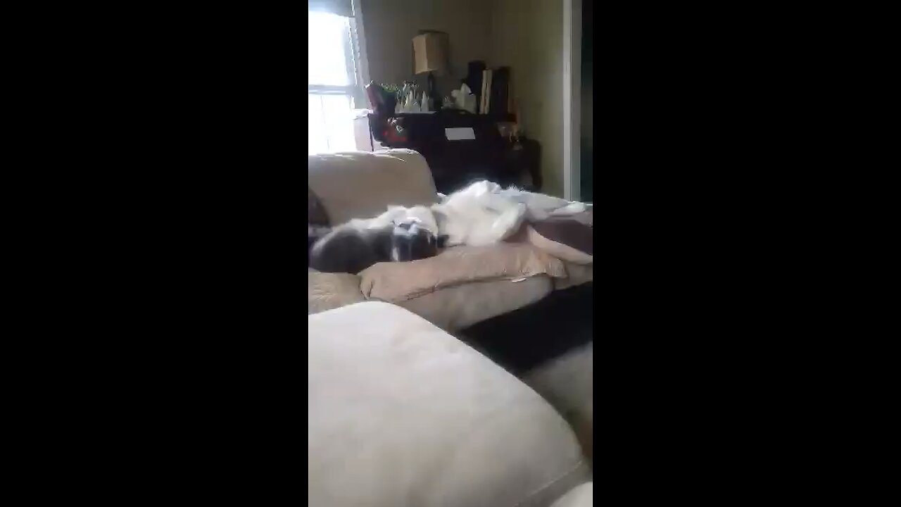 Kitten Misty plays and kisses Siberian Husky Kendall
