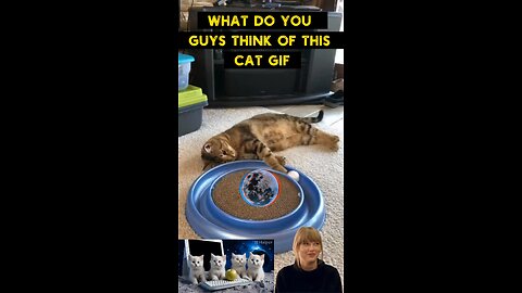 Cute Cat Gif