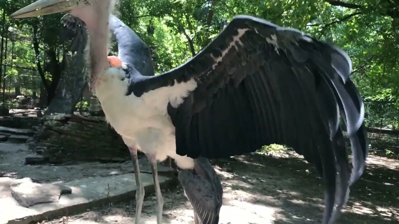 Two beautiful birds walking around the zoo