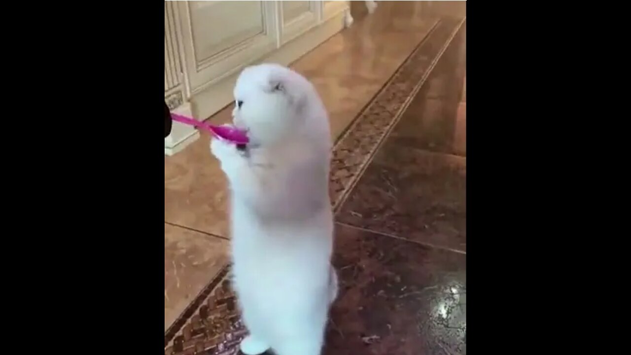 Funny animals