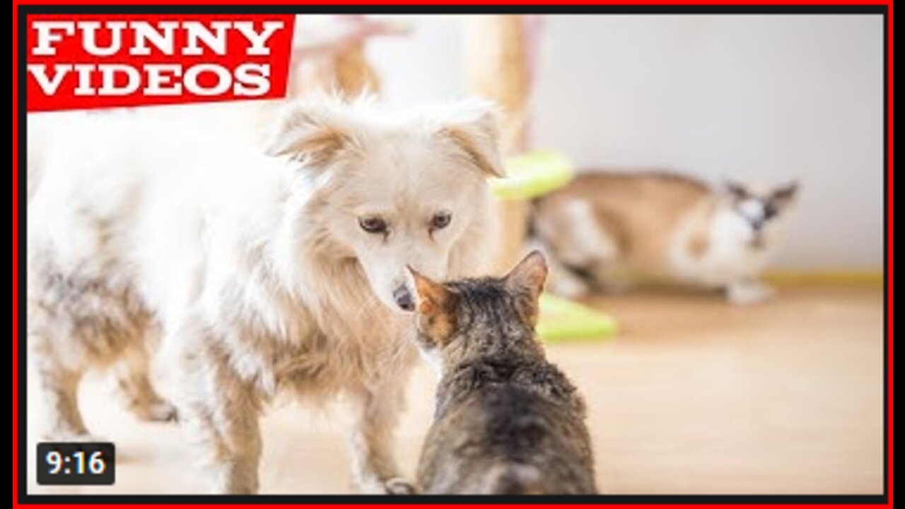 Best Funny Animal Videos of the year (2021), funniest animals ever. relax with cute animals.AWW anim
