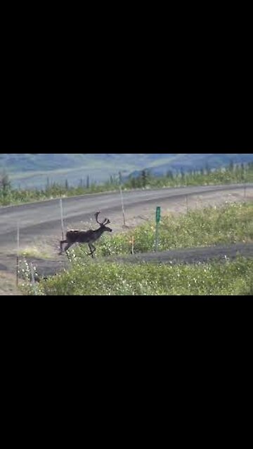 Reindeer Ren Animals Dempster Highway Yukon Canada
