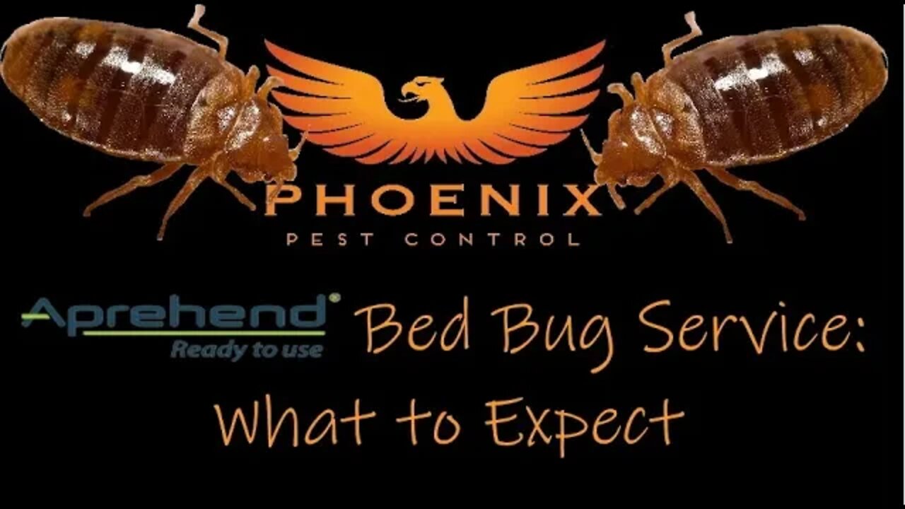 Aprehend Bed Bug Service: What to Expect #whatbugsme