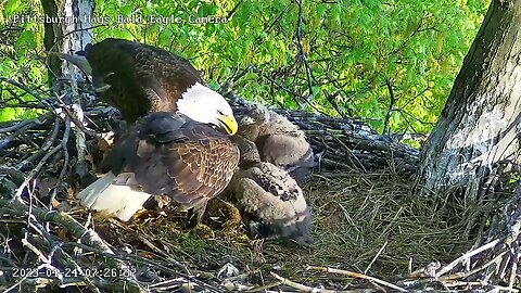 Hays Eagles Dad brings Fish Head Mom Comes in for a Double Feeding 4.24.23 7:15-7:24 am