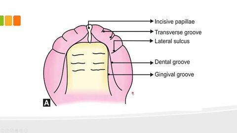 orthodontics L7 (deciduous and permanent dentition 1)