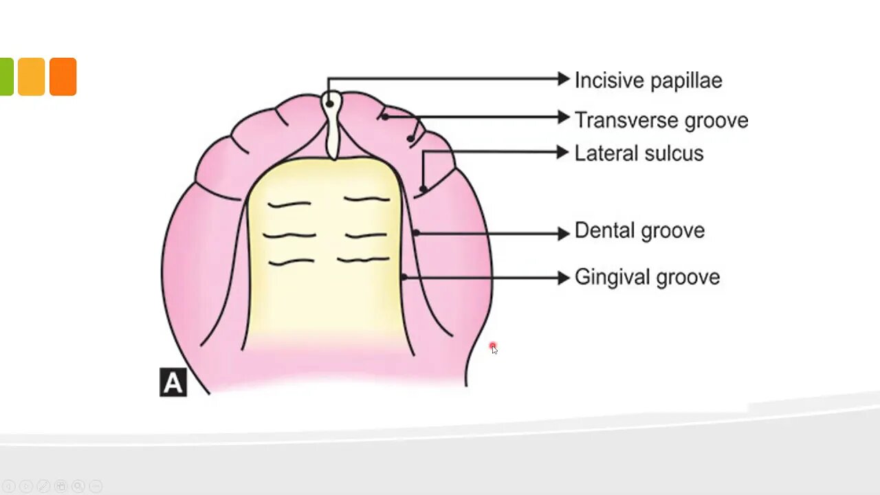 orthodontics L7 (deciduous and permanent dentition 1)