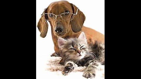 😂Laugh but don't cry when watching jokes about cats and dogs😂😺🐶. New funny animals in 2024.