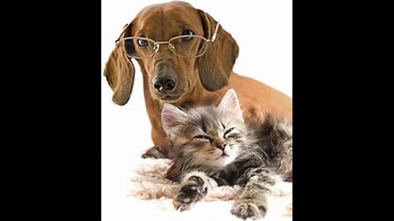 😂Laugh but don't cry when watching jokes about cats and dogs😂😺🐶. New funny animals in 2024.