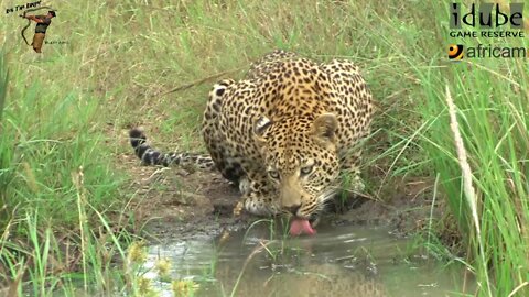 Majestic Thirst