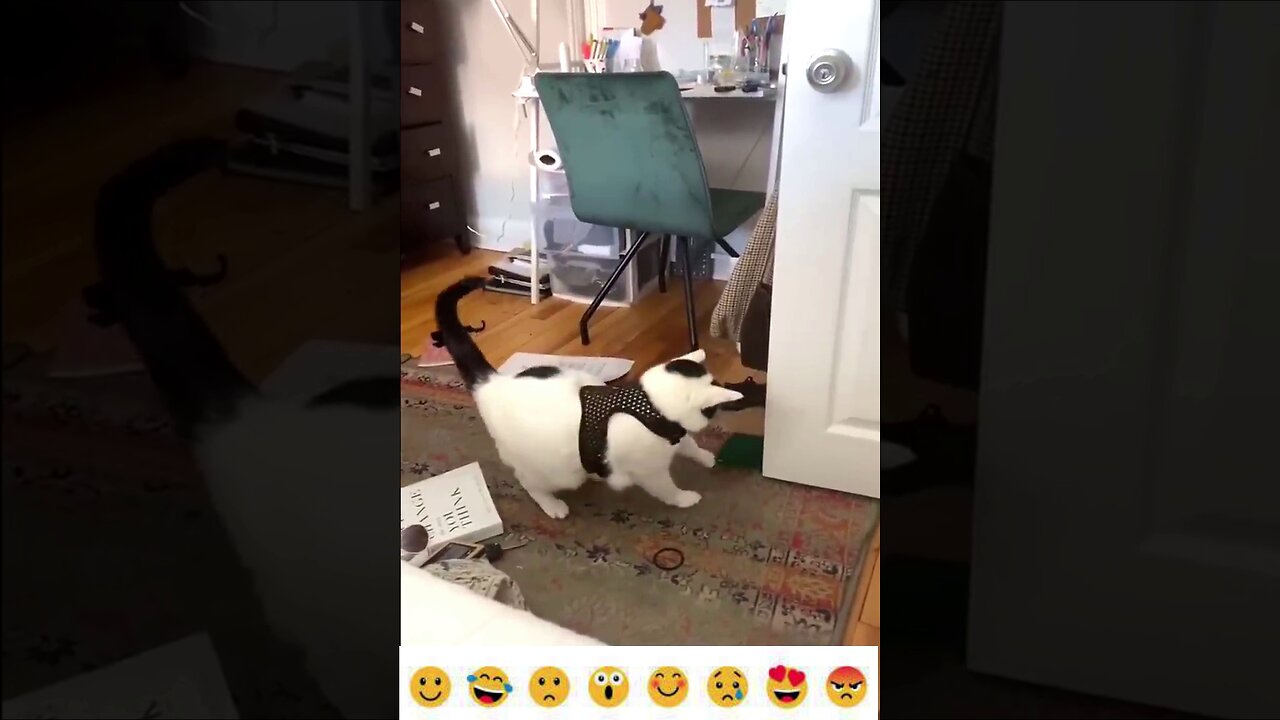 Best Funniest Videos Ever 😂 Funny Cats 🐱 and Dogs 🐶