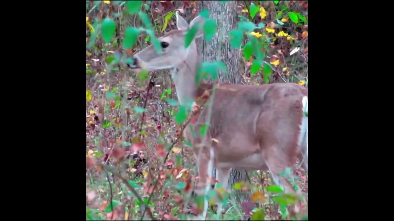 fawn