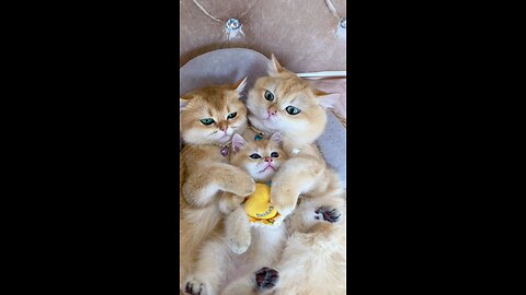 Cat Family 🥰🥰