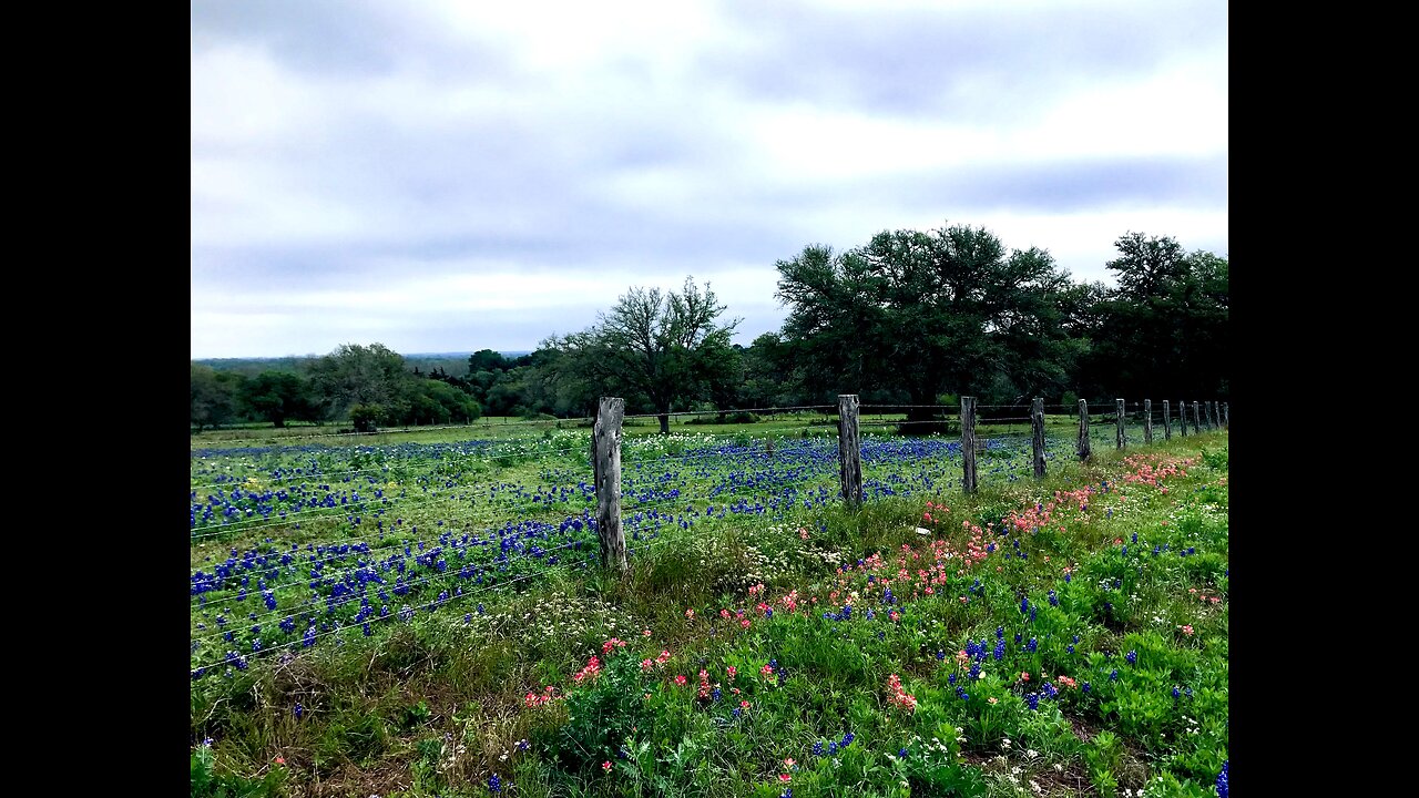 Dixie Chicks. New Woke name The Chicks. Cowboy take me away. Texas bluebonnet