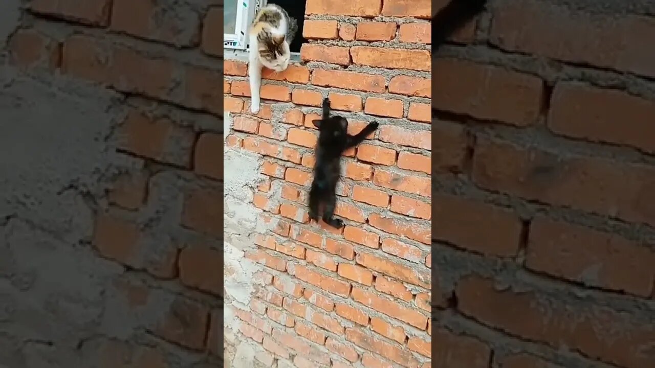 Cat Videos #shorts #reels #cat #funny