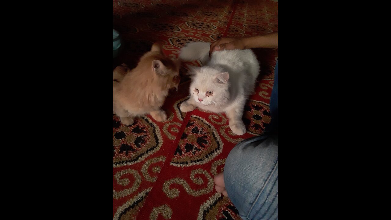 funny animal