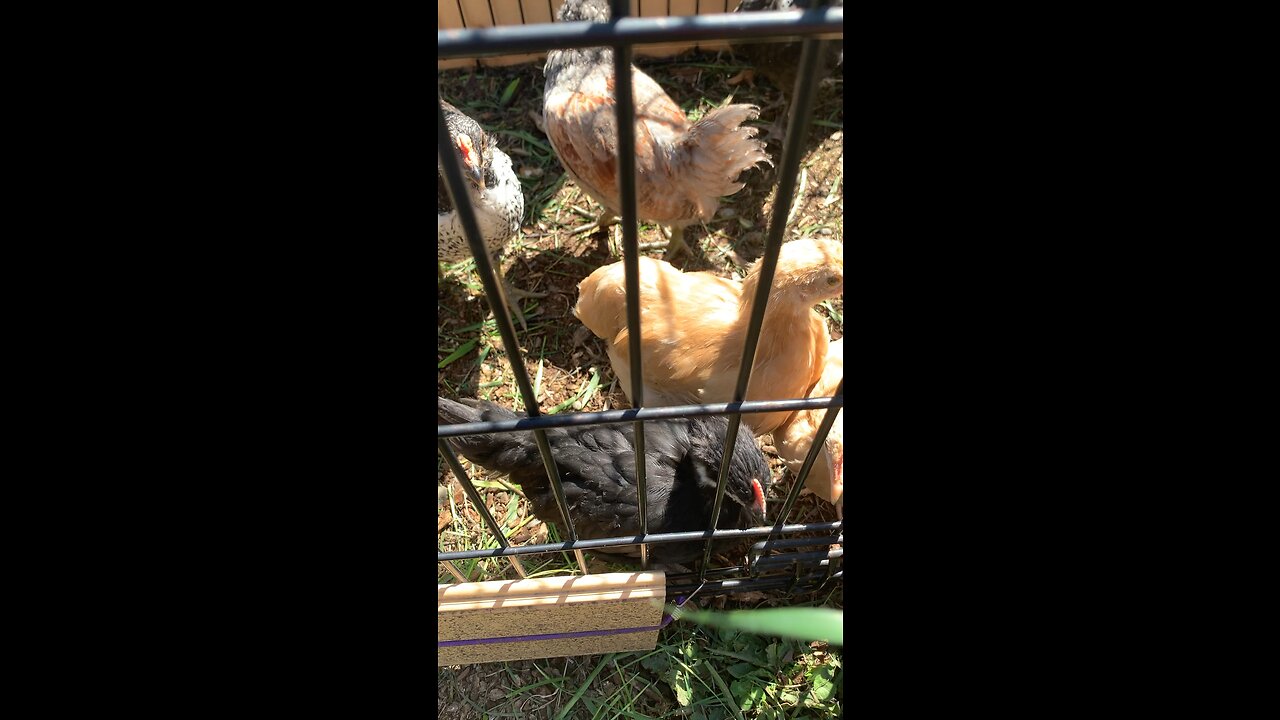 Happy chickens😄👍🏻 #chicken #happy