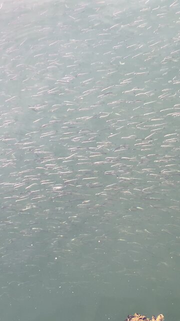 What kind of fish are these?