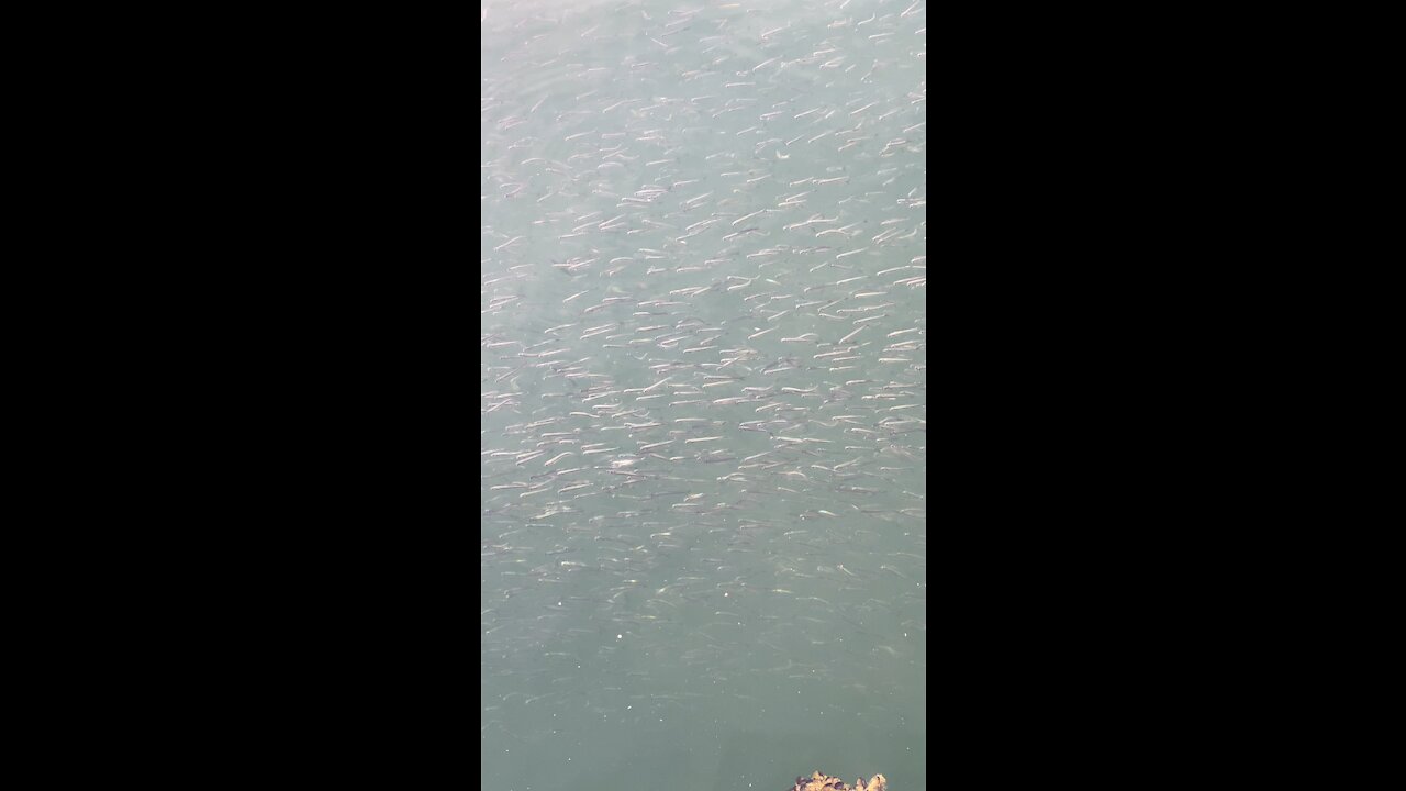 What kind of fish are these?