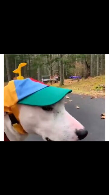 Try not to laugh🤣 Funny animals😹‖ #shorts #funnyvideos