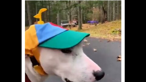 Try not to laugh🤣 Funny animals😹‖ #shorts #funnyvideos