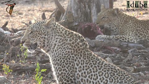 Leopard Family, Part 30