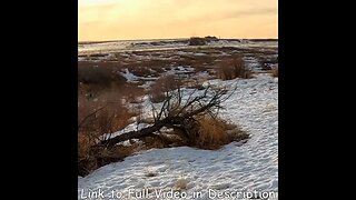 Colorado Pheasant Hunting Jittery Rooster flushes from nowhere