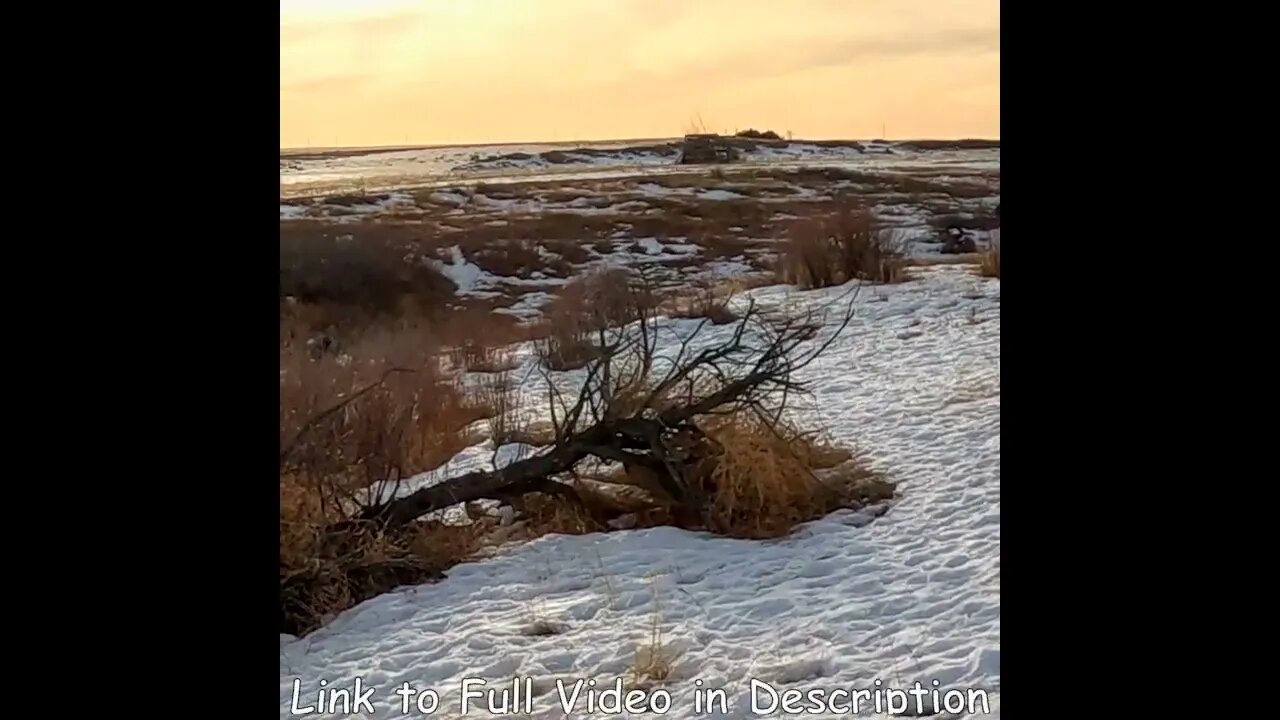 Colorado Pheasant Hunting Jittery Rooster flushes from nowhere