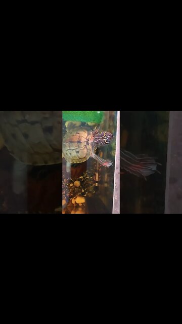 WTF IS THAT NOISE! 🐢🐢🐢🐢🐢🤣