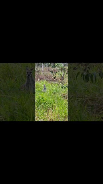 Good Morning Kangaroo ( Wallaby )