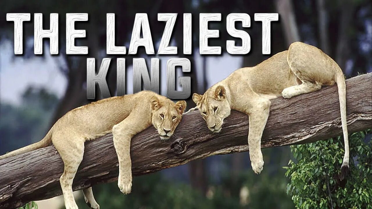 THE OTHER SIDE OF LIONS | THE LAZIEST BIG CATS | MANES | EXTINCTIONS OF LIONS | KING OF THE JUNGLE