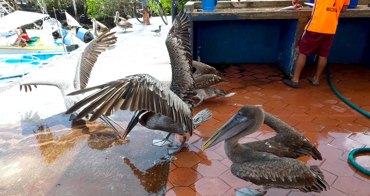 Cheeky seagull steals a fish scrap from much larger pelicans