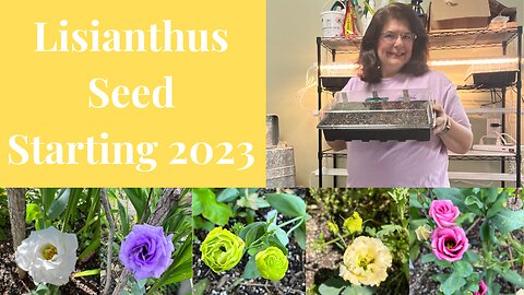 Starting Lisianthus Seeds // Gardening at the Simongetti North