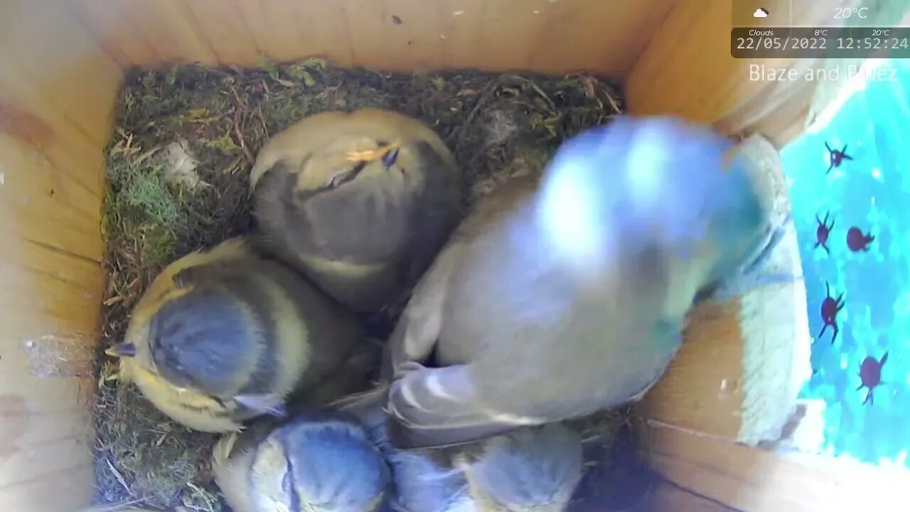 Blue Tit Chick gets Talon Caught on Window Ledge