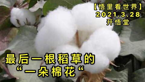 KWT1397最后一根稻草的“一朵棉花“20210328-8【悟里看世界】
