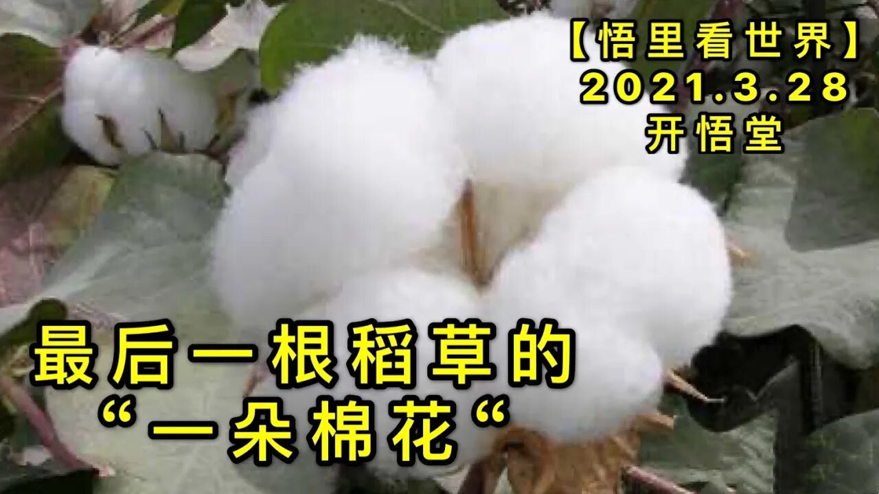 KWT1397最后一根稻草的“一朵棉花“20210328-8【悟里看世界】