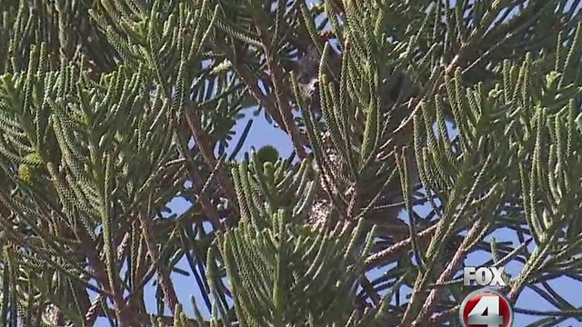 Cat stuck in tree