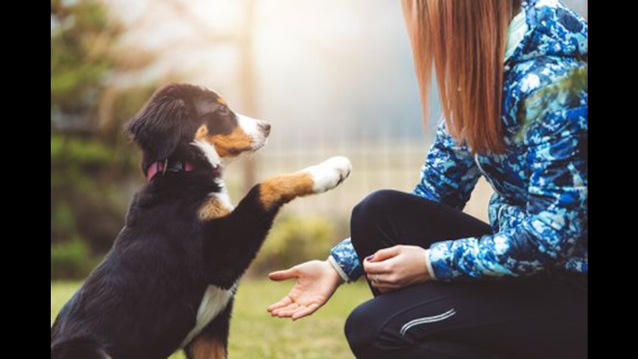 Dog Training 101: How to TRAIN ANY DOG the basics