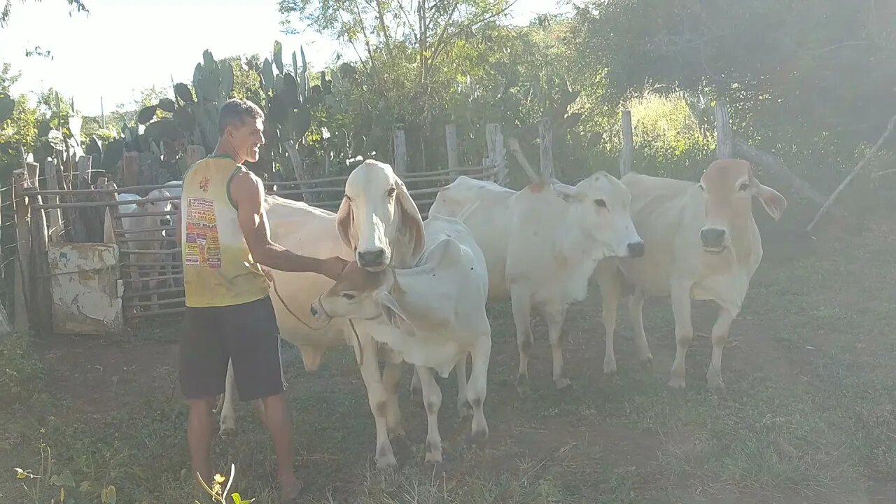 Tirando LEITE das Vacas No curral