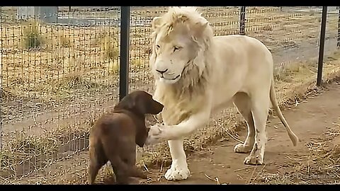 Cute lion gives smooche to Dog