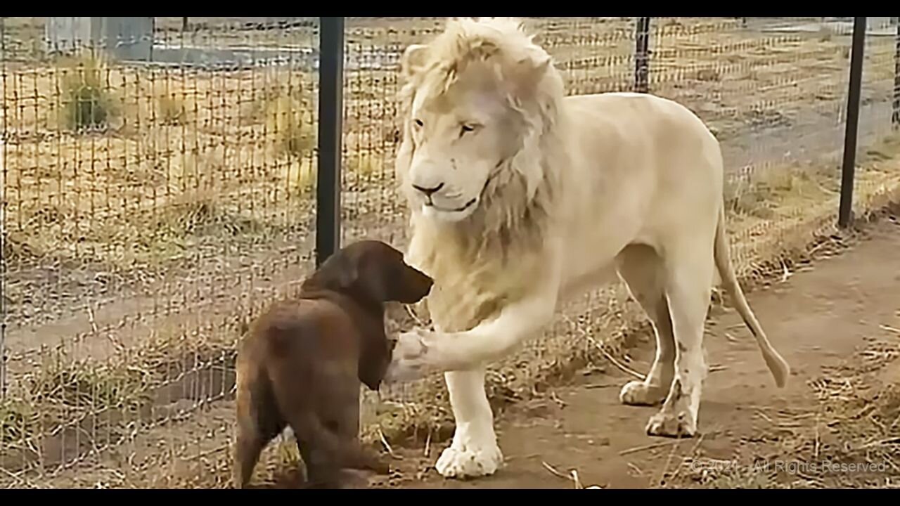 Cute lion gives smooche to Dog