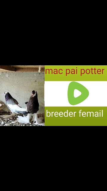 Macpie potar beautiful breeder pair