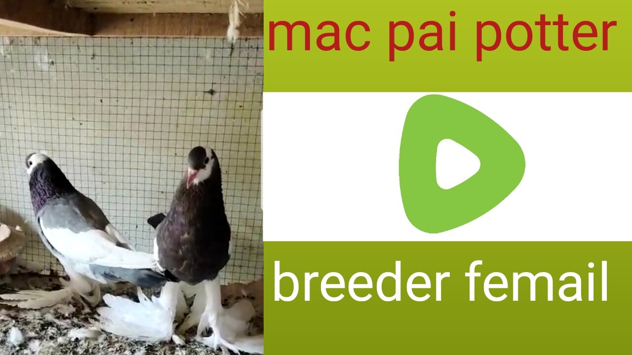 Macpie potar beautiful breeder pair