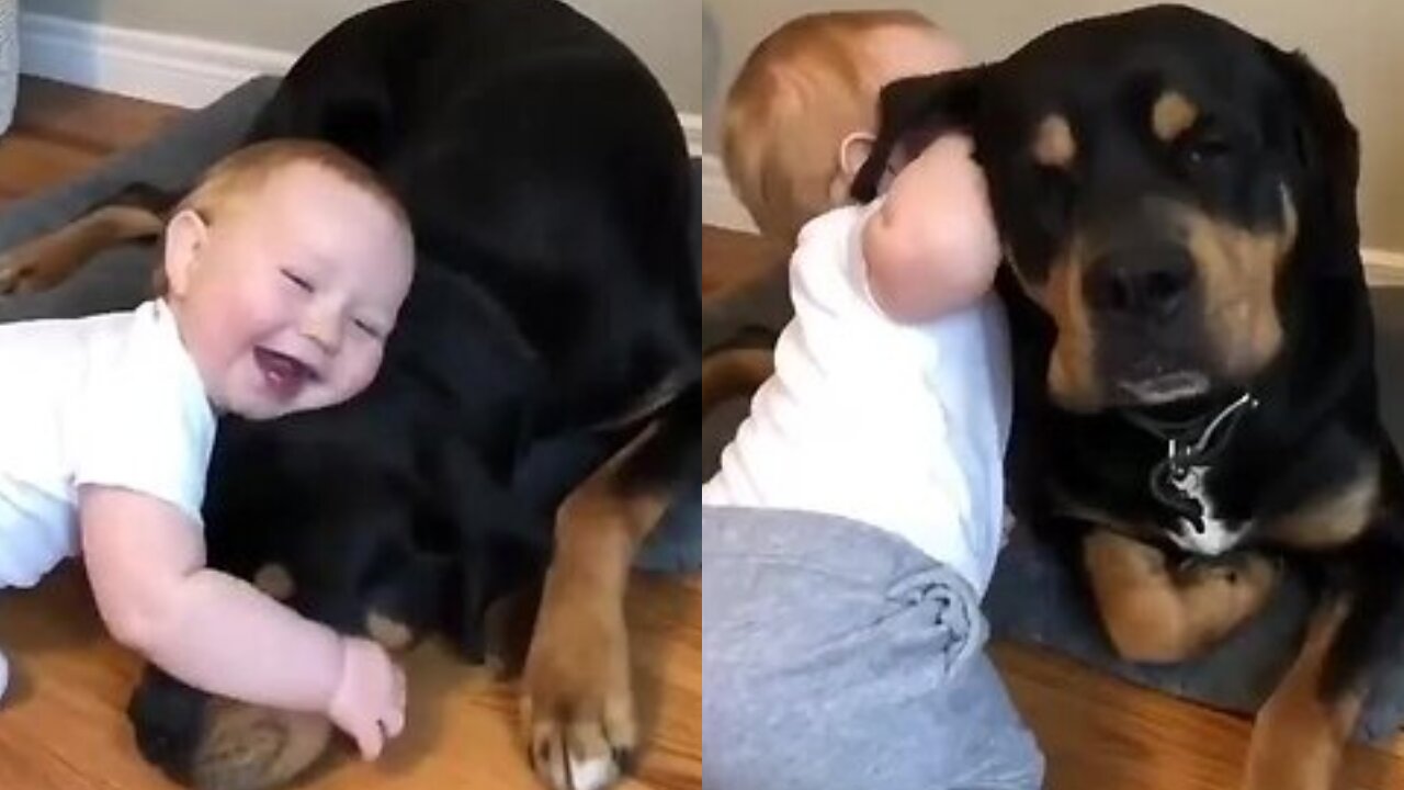 Cute little boy playing with a big dog