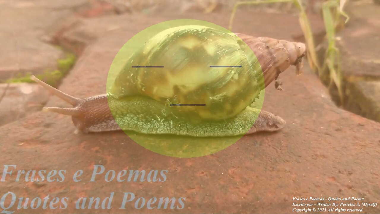 Você é um caracol mesmo: Vive dentro de casa, é devagar, pelo amor de Deus... [Frases e Poemas]