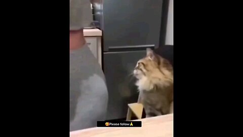 Look where the cat is biting😂🤣 funniest video