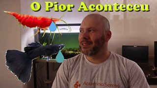 Atualização do Aquário de Guppy e Camarão Neocaridina - Junho 2022