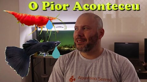 Atualização do Aquário de Guppy e Camarão Neocaridina - Junho 2022