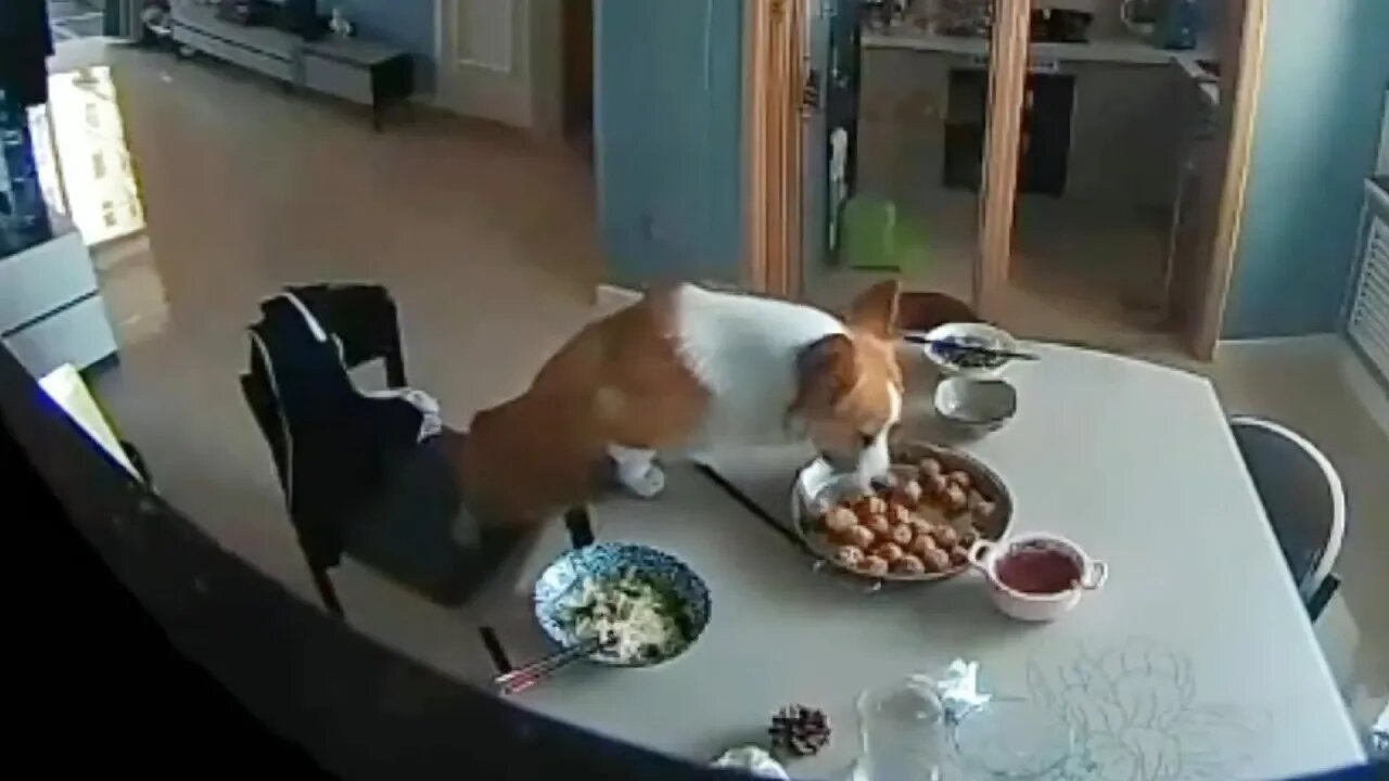 这条狗,偷吃了餐桌上的食物,却因狼吞虎咽的吃相馋坏了网友们,于是大家纷纷要求铲屎官出个炸丸子的教程